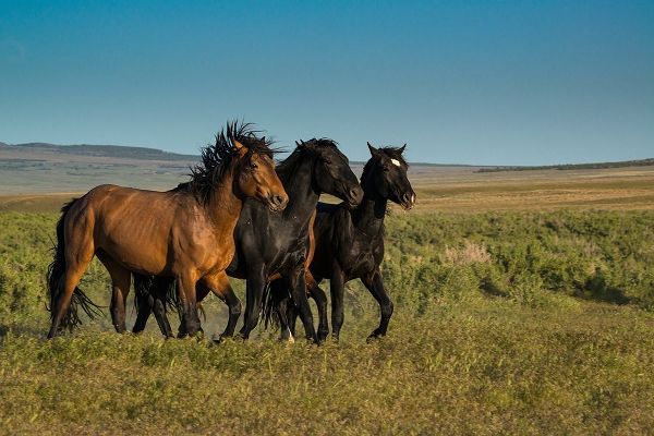 Wild stallions of Onaqui Herd graze along Pony Express Byway near Dugway